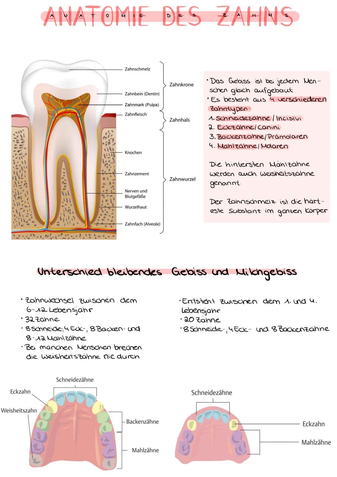 Anatomie des Zahns