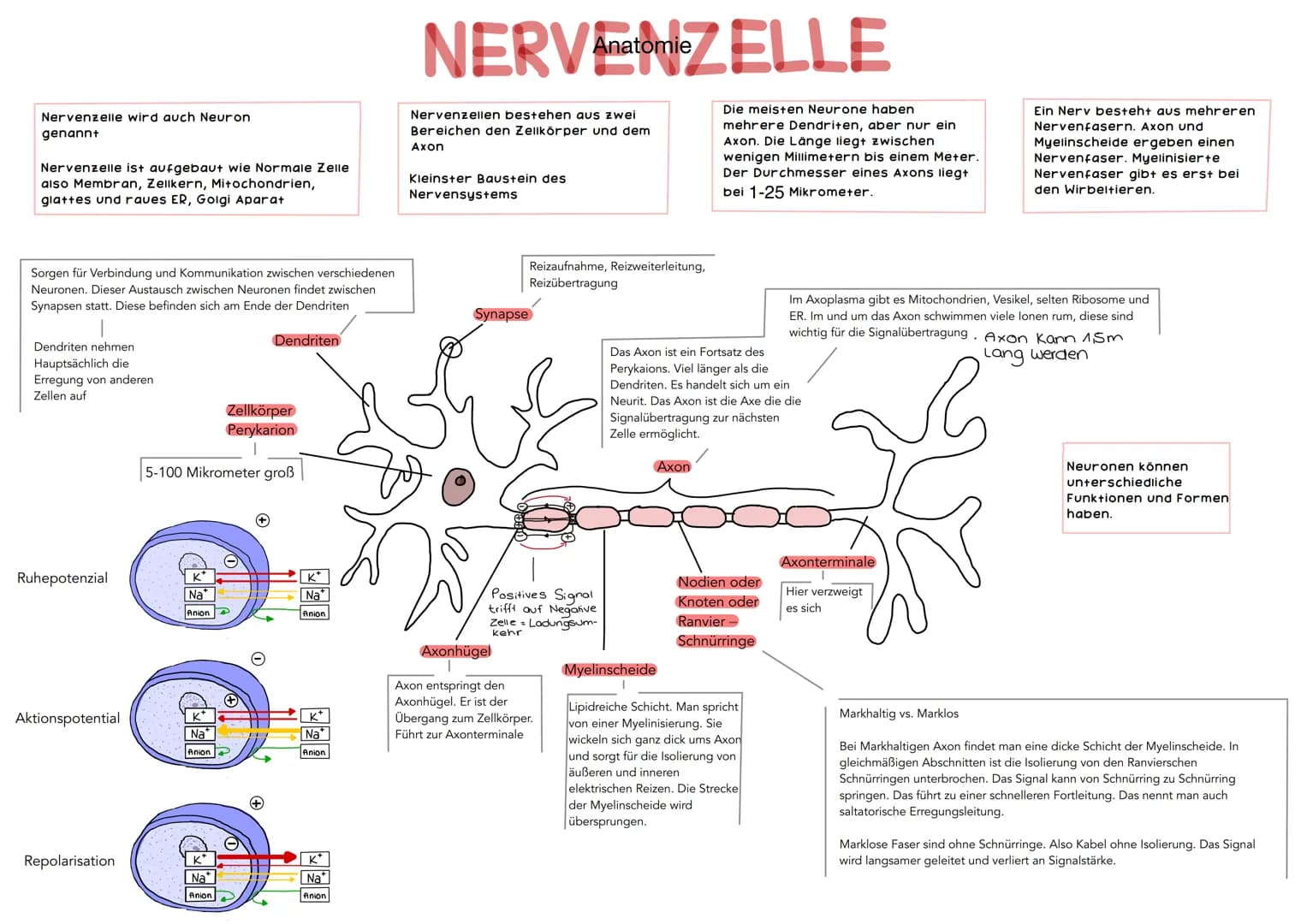 Großhirn
Kleinhirn
Armgeflecht
NERV Nervensystem STEM
Muskel Haut Nerv
Speichennerv
Mittelarmnerv.
Ellennerv
Es gibt das zentrale und das pe