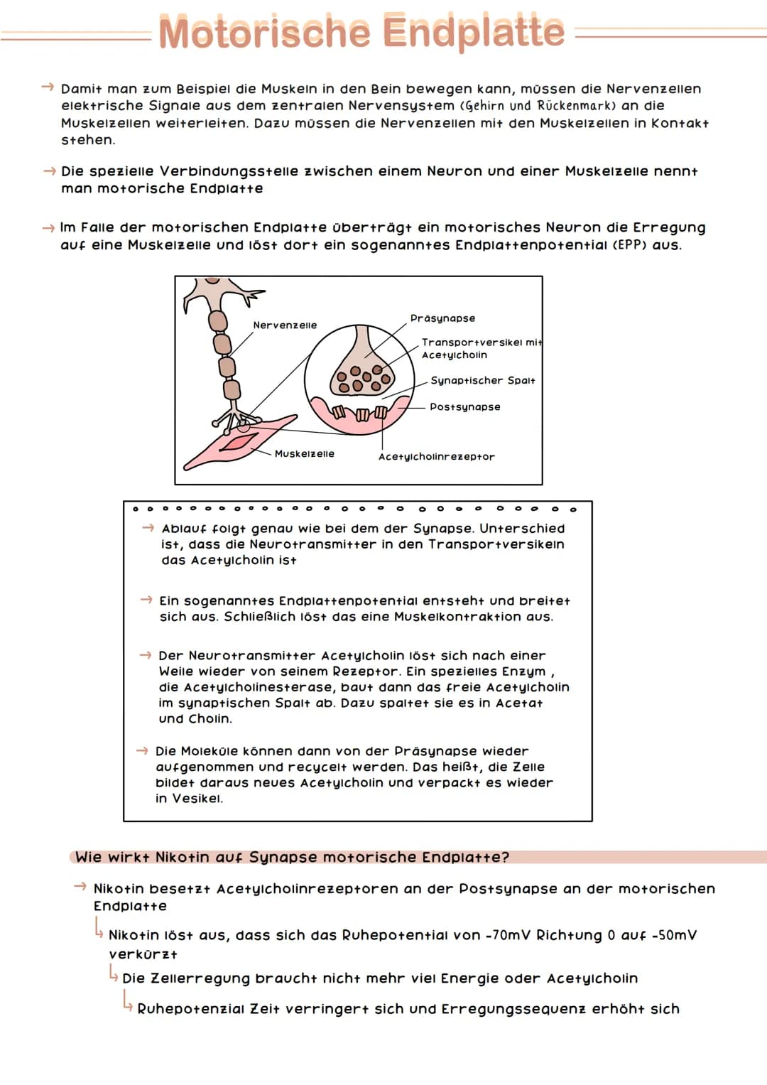 Großhirn
Kleinhirn
Armgeflecht
NERV Nervensystem STEM
Muskel Haut Nerv
Speichennerv
Mittelarmnerv.
Ellennerv
Es gibt das zentrale und das pe