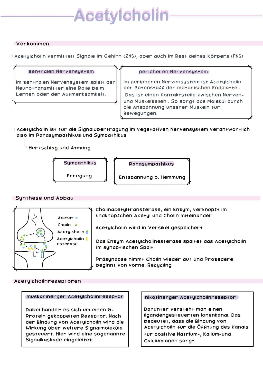 Großhirn
Kleinhirn
Armgeflecht
NERV Nervensystem STEM
Muskel Haut Nerv
Speichennerv
Mittelarmnerv.
Ellennerv
Es gibt das zentrale und das pe