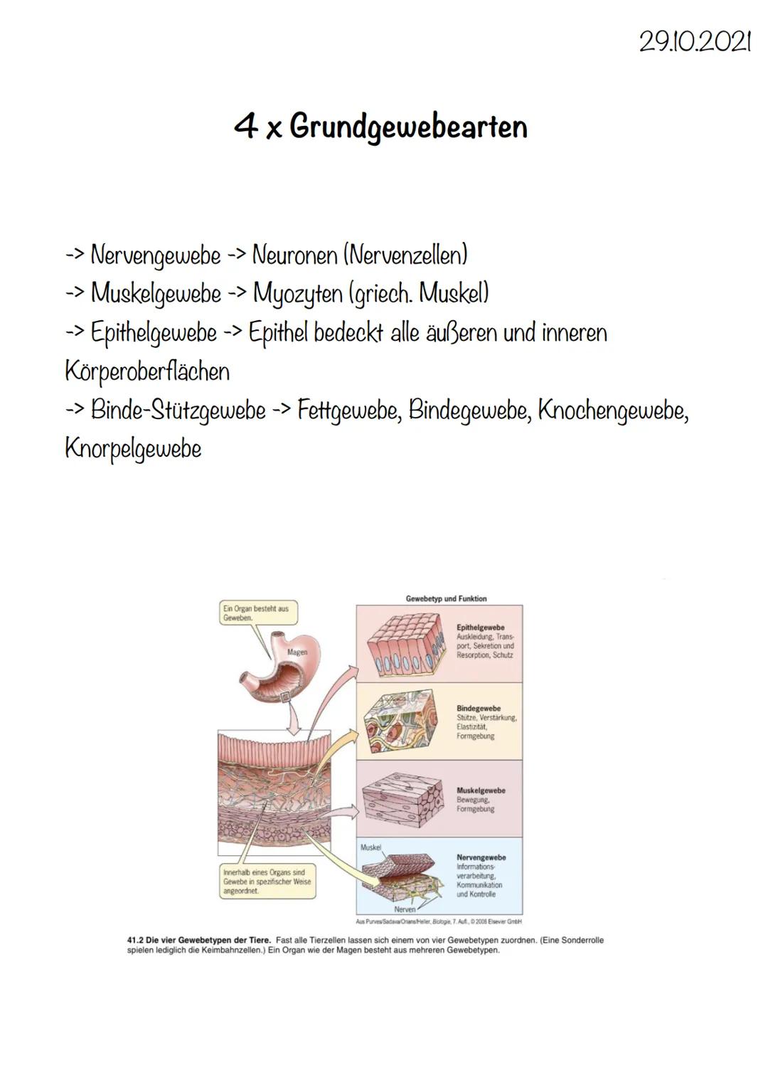 4 x Grundgewebearten
→> Nervengewebe -> Neuronen (Nervenzellen)
→> Muskelgewebe -> Myozyten (griech. Muskel)
-> Epithelgewebe -> Epithel bed