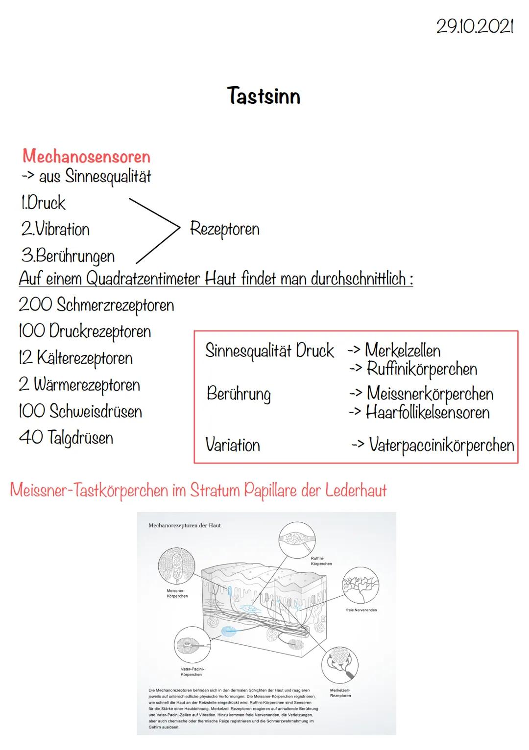 4 x Grundgewebearten
→> Nervengewebe -> Neuronen (Nervenzellen)
→> Muskelgewebe -> Myozyten (griech. Muskel)
-> Epithelgewebe -> Epithel bed