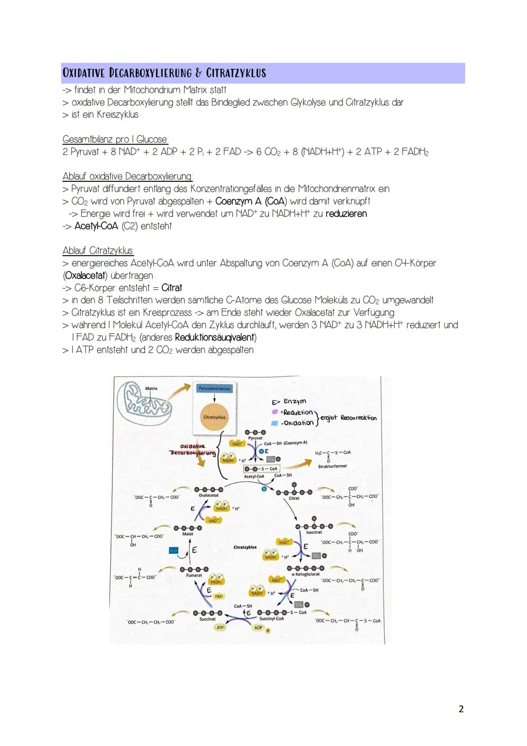 Zellatmung / acrobe Dissimilation
Gesamtgleichung Zellatmung: C6H12O6 + 6CO2 -> 6H2O + 6CO2 + 38 ATP
AUFBAU DER MITOCHONDRIEN
Matrix
Granule