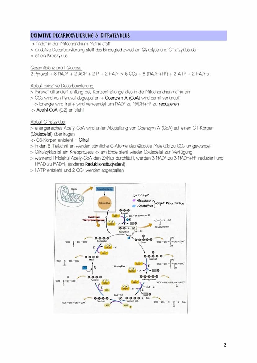 Zellatmung / acrobe Dissimilation
Gesamtgleichung Zellatmung: C6H12O6 + 6CO2 -> 6H2O + 6CO2 + 38 ATP
AUFBAU DER MITOCHONDRIEN
Matrix
Granule