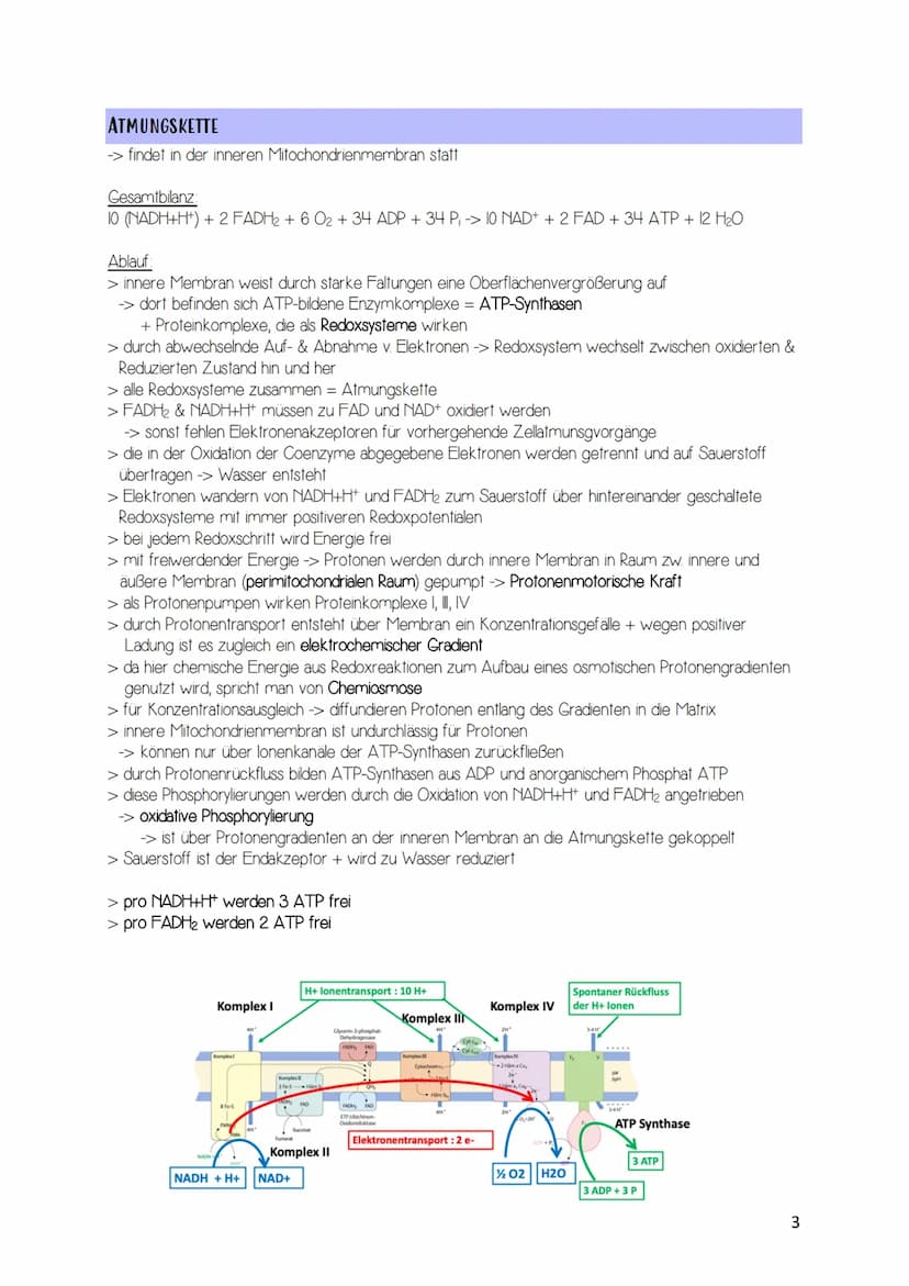 Zellatmung / acrobe Dissimilation
Gesamtgleichung Zellatmung: C6H12O6 + 6CO2 -> 6H2O + 6CO2 + 38 ATP
AUFBAU DER MITOCHONDRIEN
Matrix
Granule