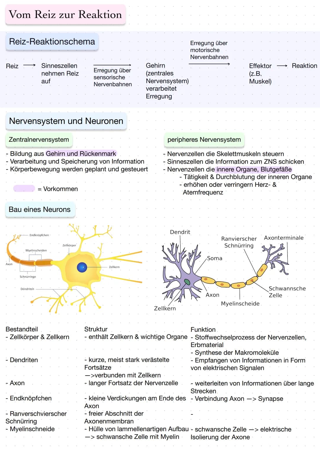 Vom Reiz zur Reaktion
Reiz-Reaktionschema
Reiz
Axon
Bau eines Neurons
Nervensystem und Neuronen
Zentralnervensystem
Bildung aus Gehirn und R