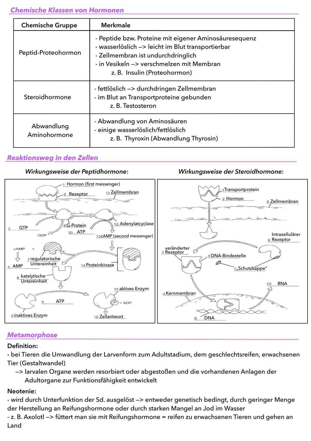 Allgemein, was sind Hormone?
- Moleküle bei Menschen & Tieren, werden in extrazellulären Flüssigkeiten abgegeben, kreisen im Blut
oder der H