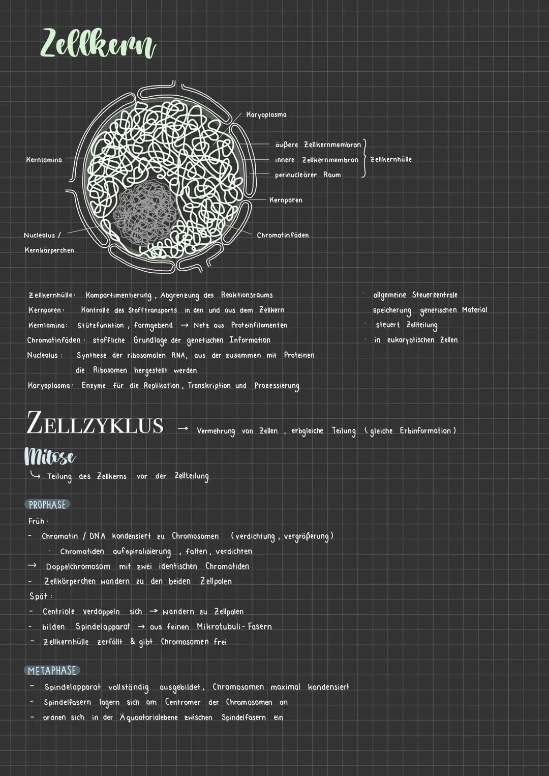 Aufbau Zellkern, Zellzyklus (Mitose/ Interphase) 