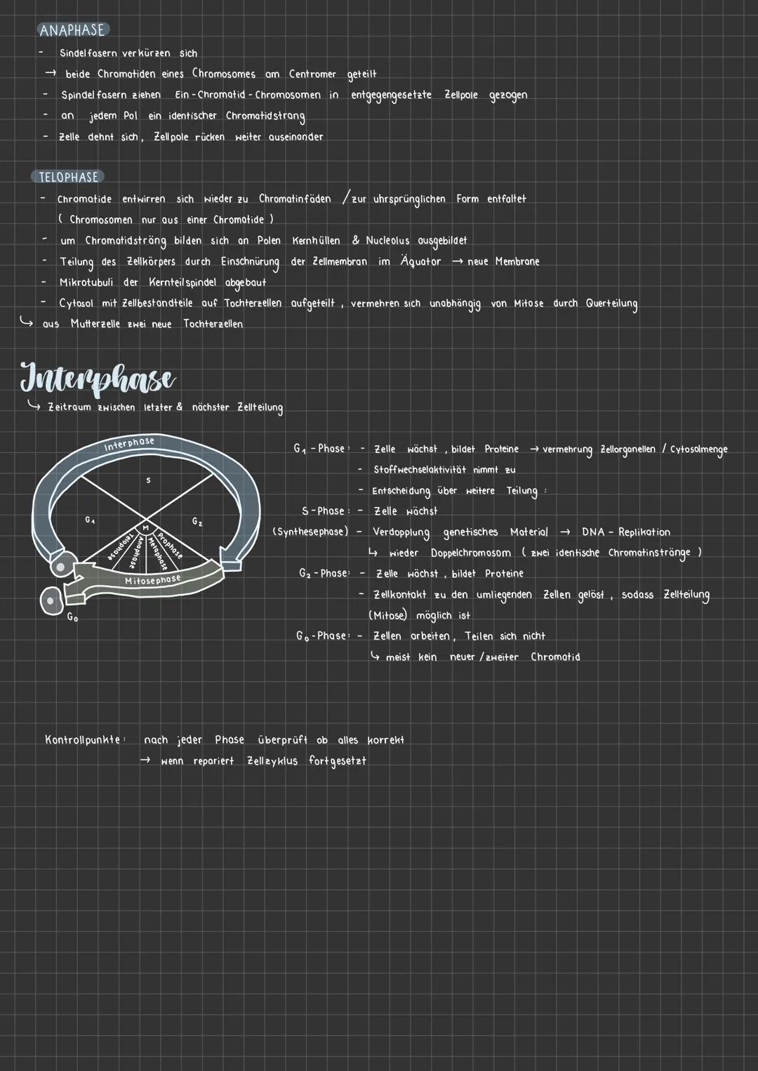 # Zellkern

Kernlamina

Nucleolus /
Kernkörperchen

Karyoplasma

äußere Zellkernmembron

innere Zellkern membron
perinucleärer Roum

Kernpor