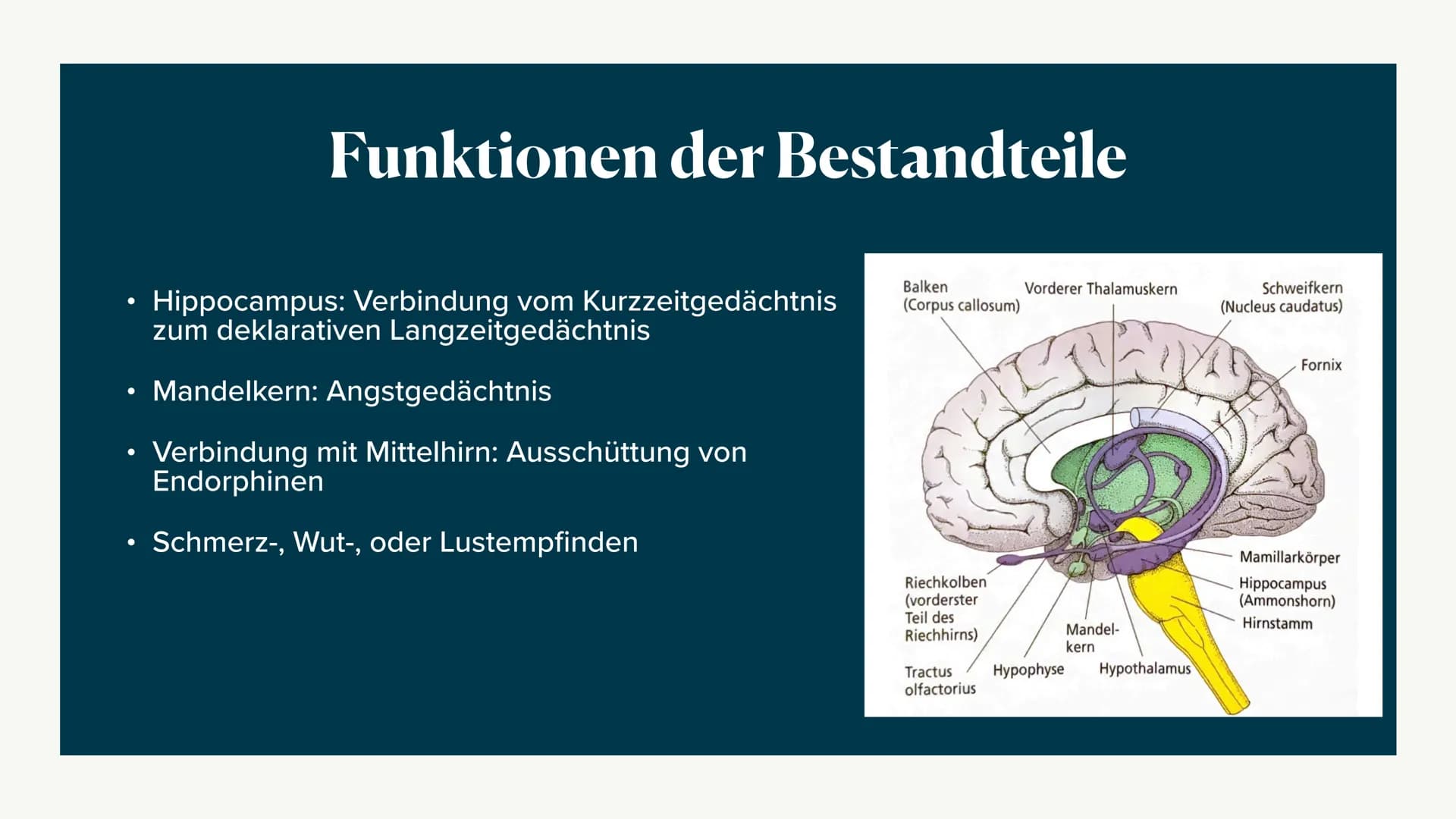 Limbisches System
Helen 06.12.2022 Welche Rolle hat das limbische System
beim Entstehen Emotionen und wie
lernt das Gehirn? ●
●
●
●
Aufbau d