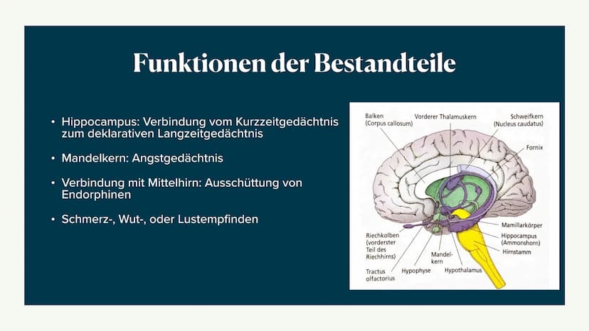 Limbisches System
Helen 06.12.2022 Welche Rolle hat das limbische System
beim Entstehen Emotionen und wie
lernt das Gehirn? ●
●
●
●
Aufbau d