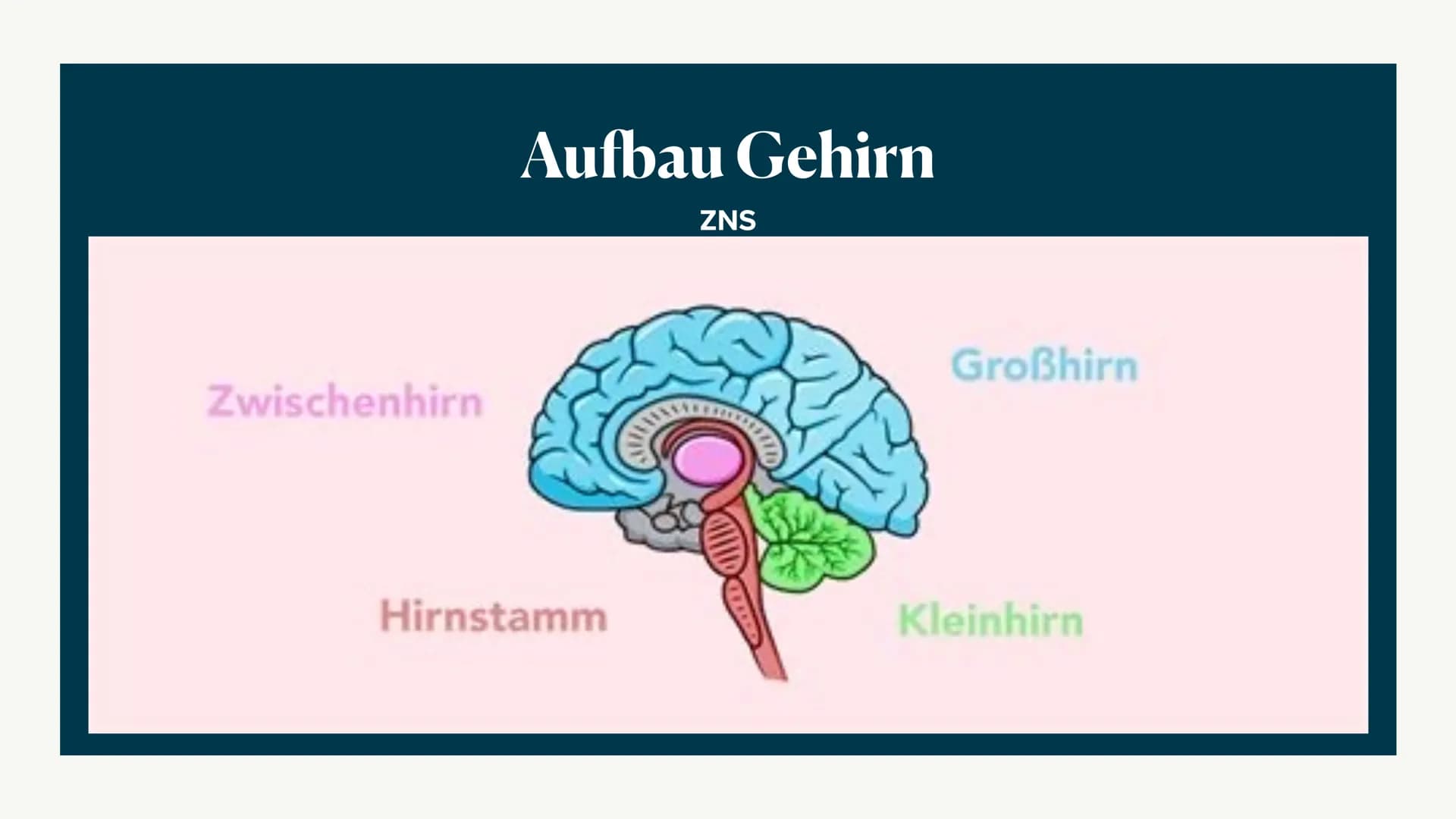Limbisches System
Helen 06.12.2022 Welche Rolle hat das limbische System
beim Entstehen Emotionen und wie
lernt das Gehirn? ●
●
●
●
Aufbau d