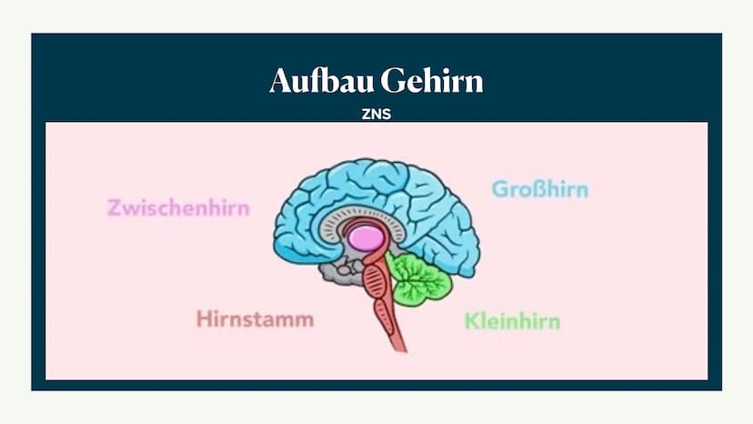 Limbisches System
Helen 06.12.2022 Welche Rolle hat das limbische System
beim Entstehen Emotionen und wie
lernt das Gehirn? ●
●
●
●
Aufbau d