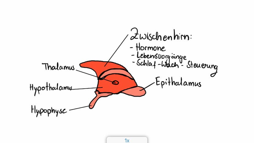 Limbisches System
Helen 06.12.2022 Welche Rolle hat das limbische System
beim Entstehen Emotionen und wie
lernt das Gehirn? ●
●
●
●
Aufbau d