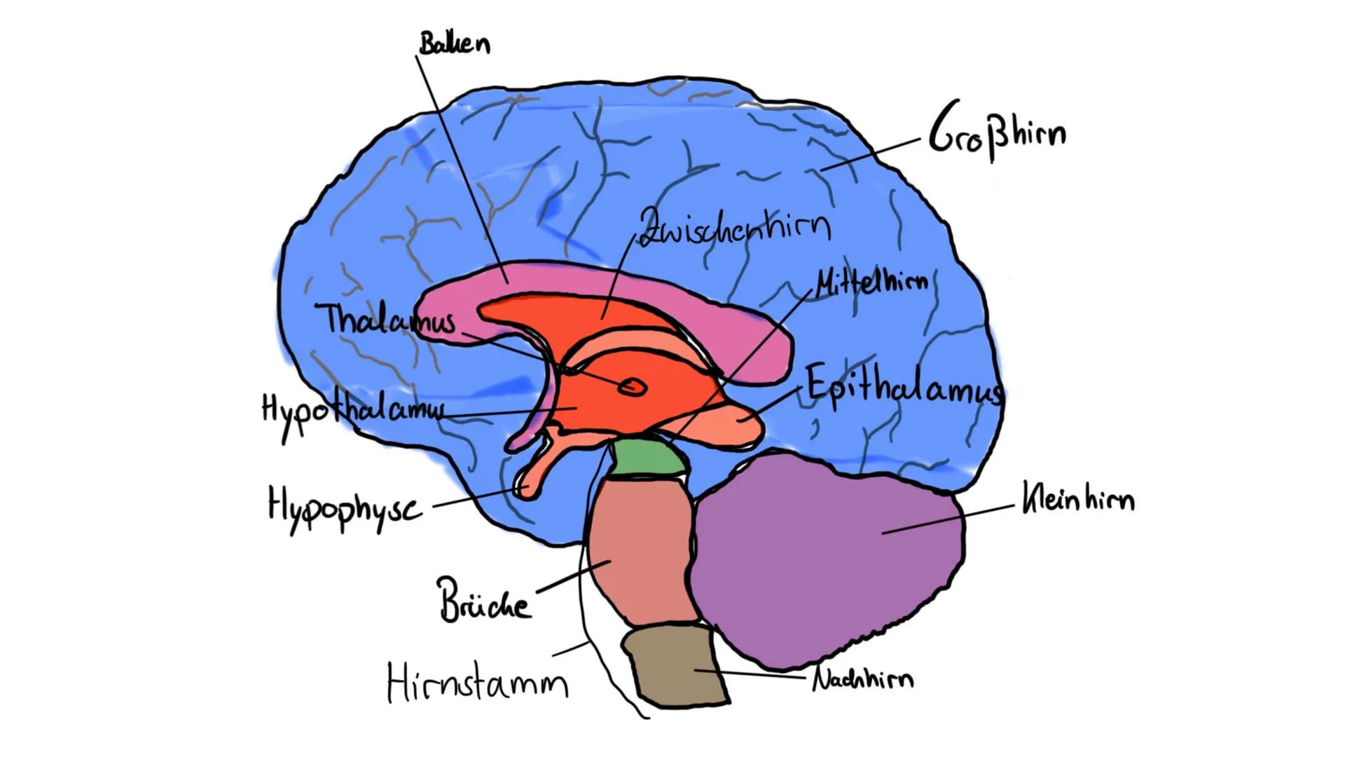 Limbisches System
Helen 06.12.2022 Welche Rolle hat das limbische System
beim Entstehen Emotionen und wie
lernt das Gehirn? ●
●
●
●
Aufbau d