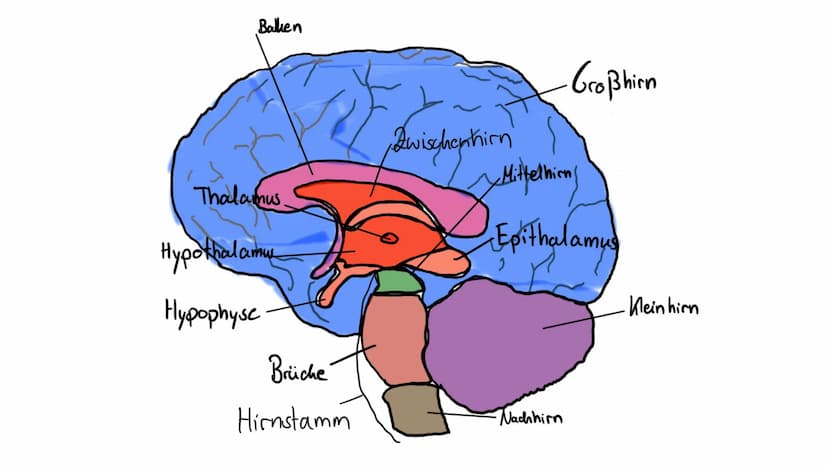 Limbisches System
Helen 06.12.2022 Welche Rolle hat das limbische System
beim Entstehen Emotionen und wie
lernt das Gehirn? ●
●
●
●
Aufbau d