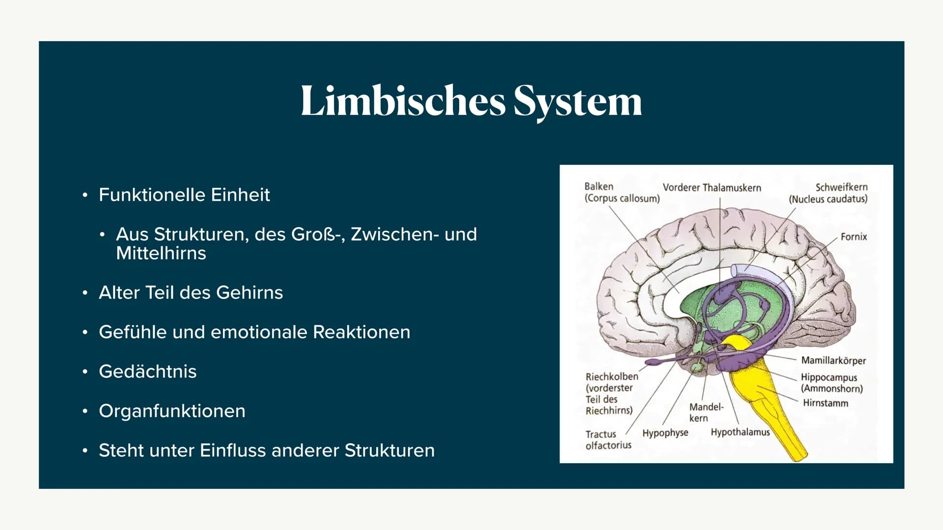 Limbisches System
Helen 06.12.2022 Welche Rolle hat das limbische System
beim Entstehen Emotionen und wie
lernt das Gehirn? ●
●
●
●
Aufbau d