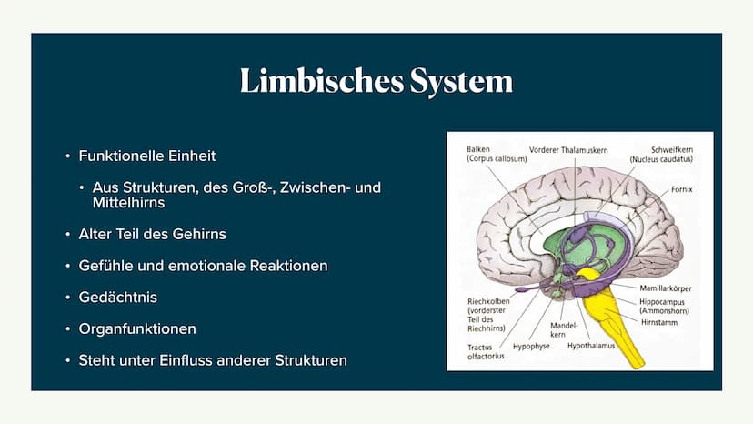 Limbisches System
Helen 06.12.2022 Welche Rolle hat das limbische System
beim Entstehen Emotionen und wie
lernt das Gehirn? ●
●
●
●
Aufbau d