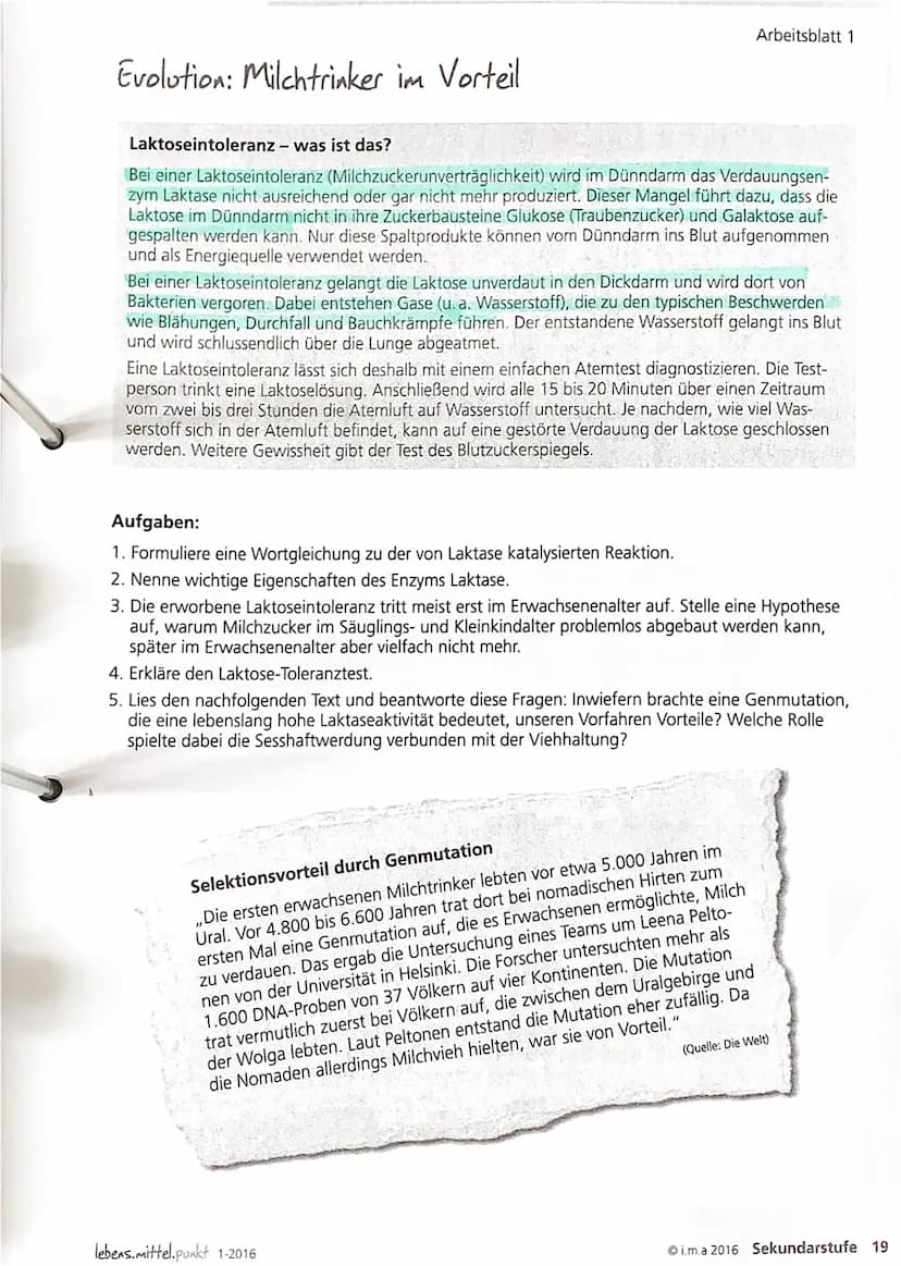 -> Glucose + Galaktose (H)
2. Verdauungsenzym im Dünndarm reagiert
mit Milchzucker (Spaltung)
1. Laktose.
3. Der Mensch ist als kleinkind in