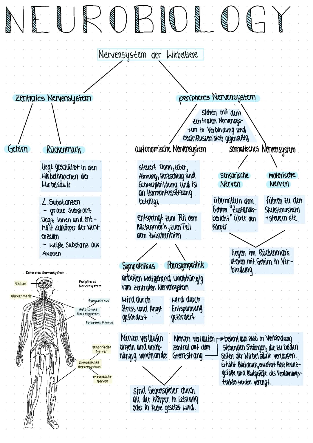 Nervensystem 