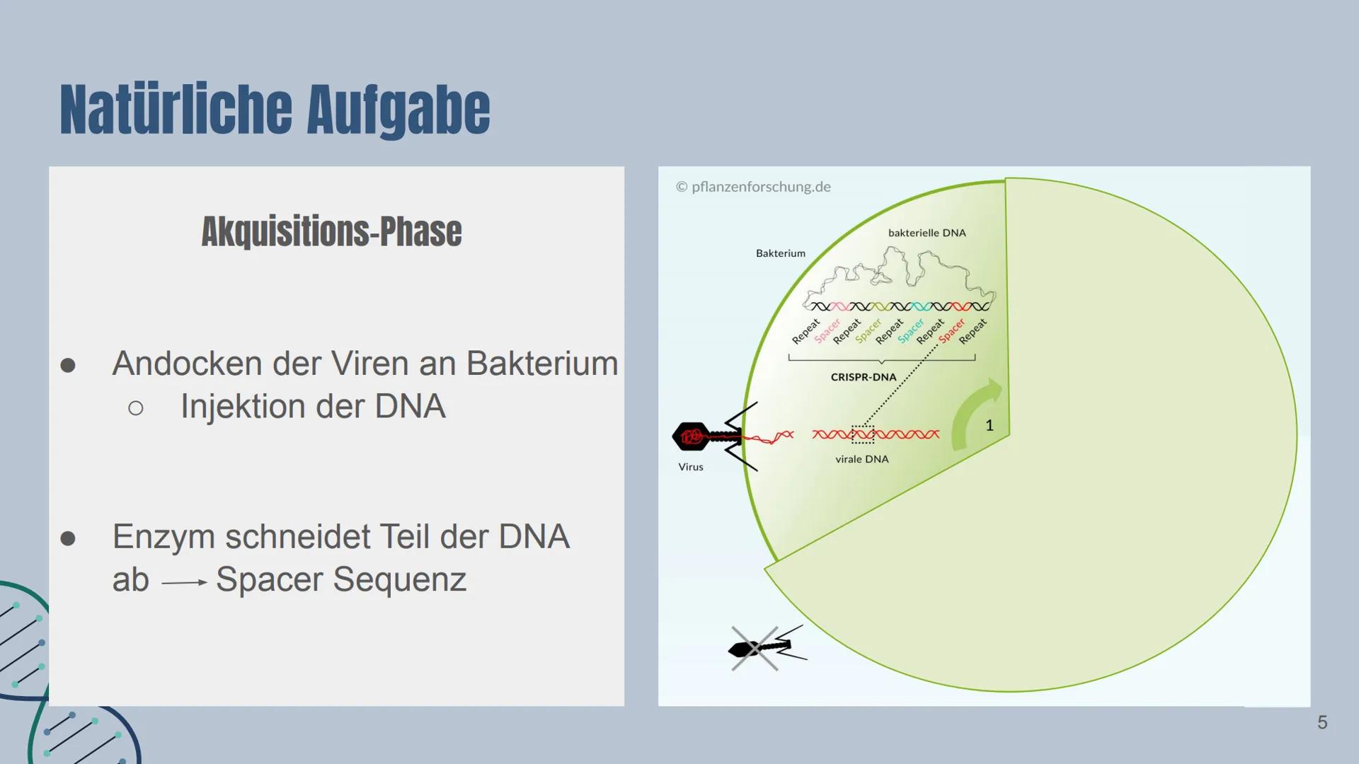 # CRISPR/Cas9

Von: Yade Yapici Gliederung

Definition von Maschine/KI

2 Konzepte der menschlichen Identität
2.1 Sprache
2.2 Freier Wille

