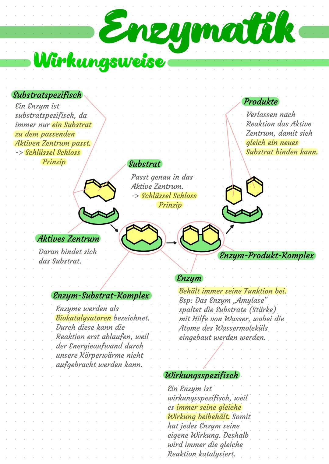 # Enzymatik-

# Wirkungsweise

Substratspezifisch

Ein Enzym ist
substratspezifisch, da
immer nur ein Substrat
zu dem passenden
Aktiven Zent
