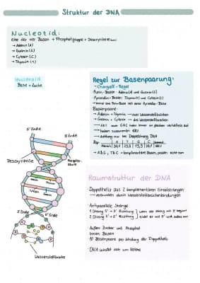 Know Struktur/ Aufbau der DNA thumbnail