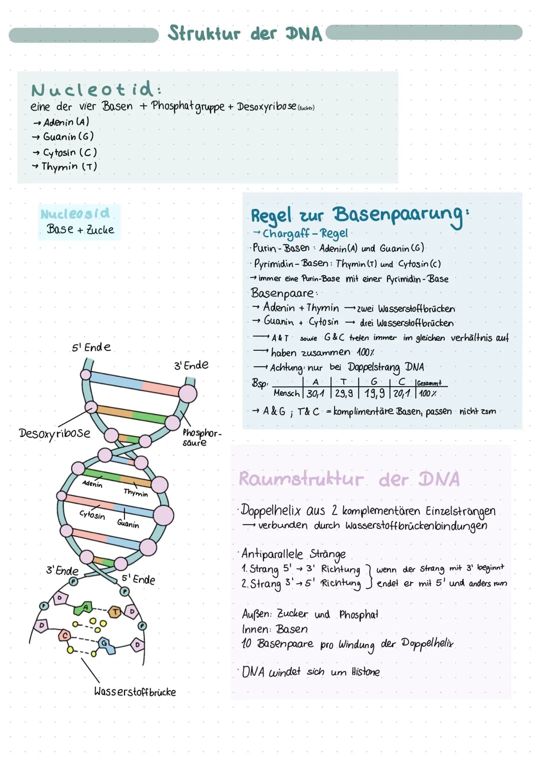 Nucleotid:
eine der vier Basen + Phosphat gruppe + Desoxyribose (Zucker)
→ Adenin (A)
→ Guanin (G)
→ Cytosin (C)
Thymin (T)
→
Nucleosid
Base