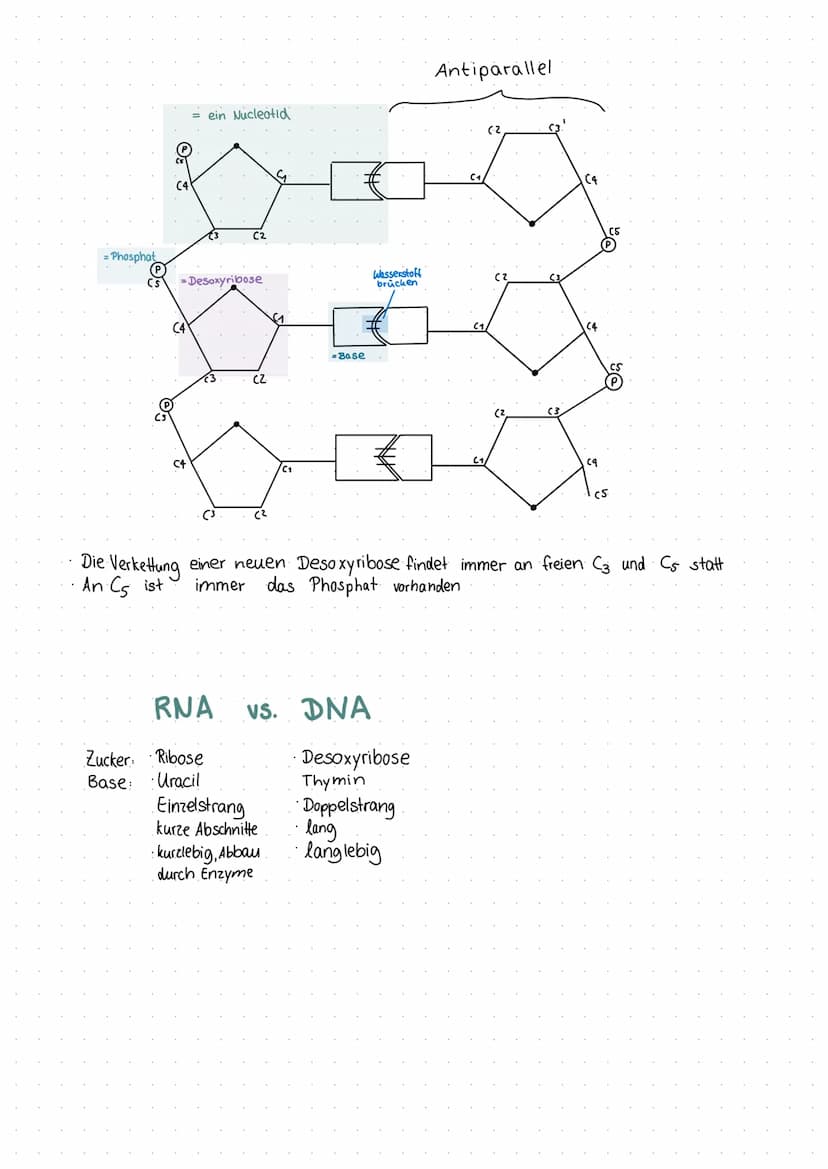 Nucleotid:
eine der vier Basen + Phosphat gruppe + Desoxyribose (Zucker)
→ Adenin (A)
→ Guanin (G)
→ Cytosin (C)
Thymin (T)
→
Nucleosid
Base