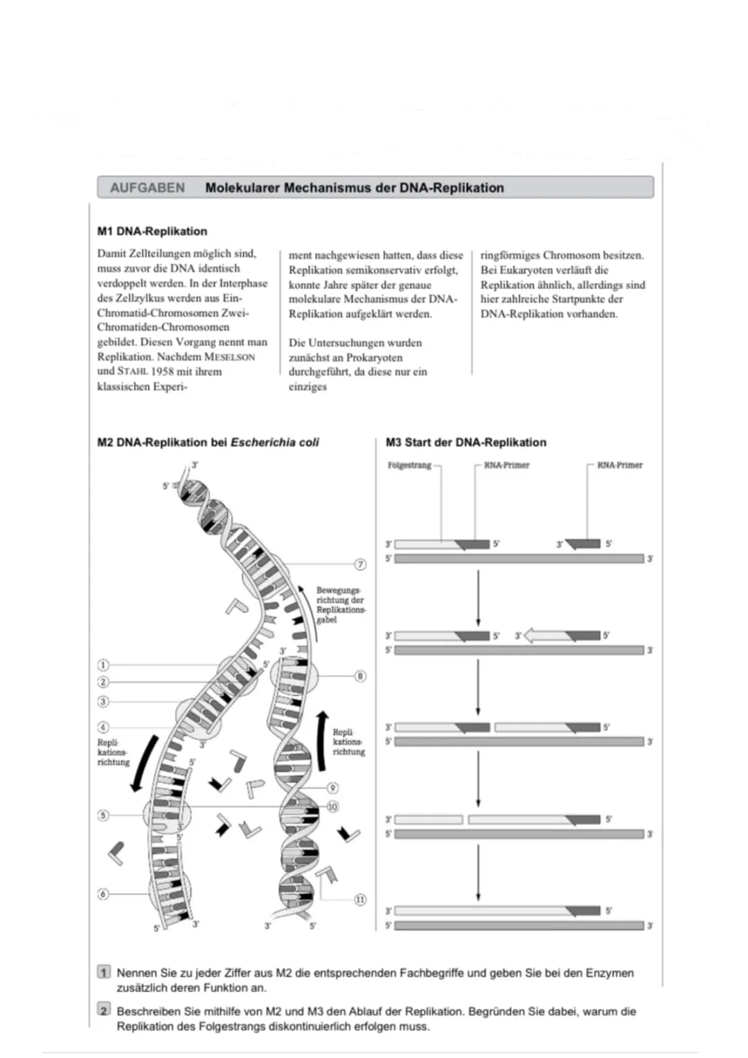 DNA-Replikation Ablauf für Kinder - Unterschiede, Enzyme und Arbeitsblatt!