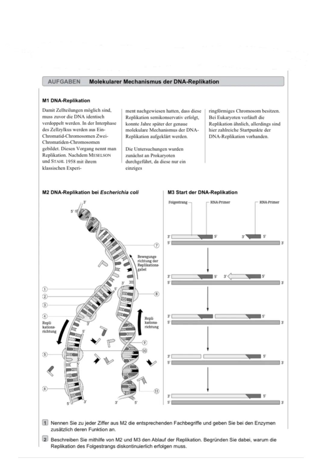 DNA-Replikation Ablauf für Kinder - Unterschiede, Enzyme und Arbeitsblatt!