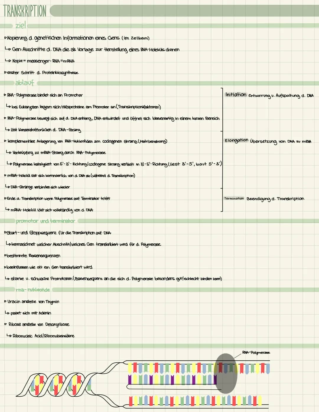 TRANSKRIPTION
ziel
Kopierung d. genetischen Informationen eines Gens (im Zellkem)
Gen: Abschnitted. DNA die als Vorlage zur Herstellung eine