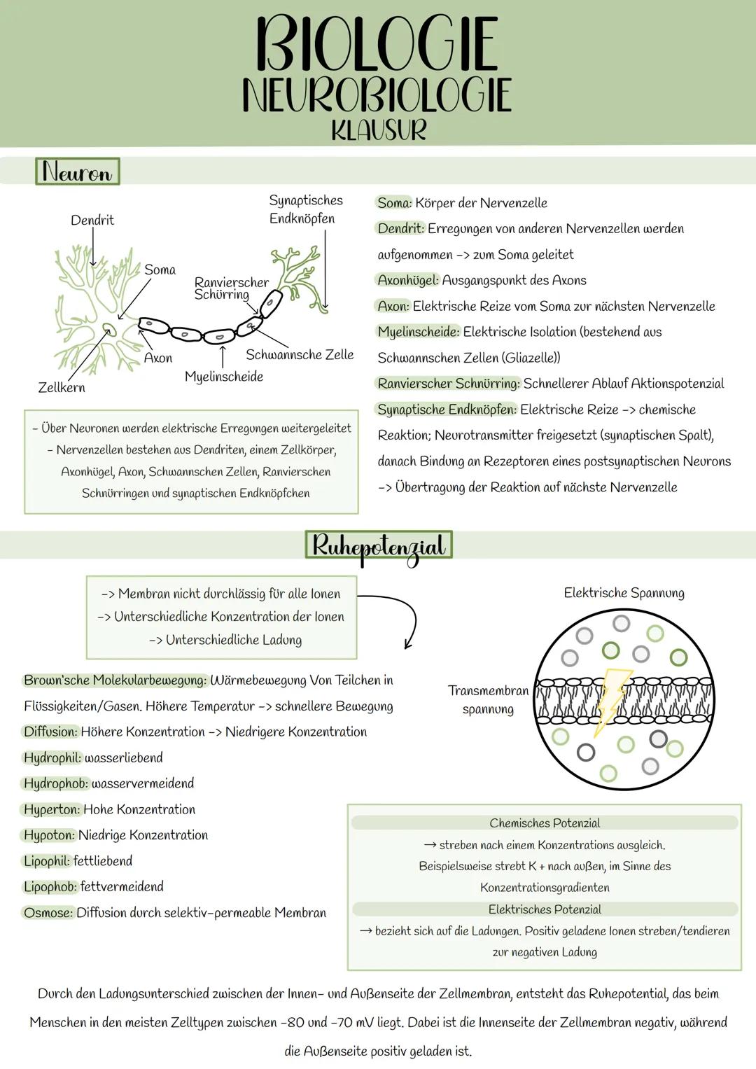 # BIOLOGIE
# NEUROBIOLOGIE
# KLAUSUR

## Neuron

Dendrit

Synaptisches
Endknöpfen

Soma

Ranvierscher
Schürring

Axon

Schwannsche Zelle

My
