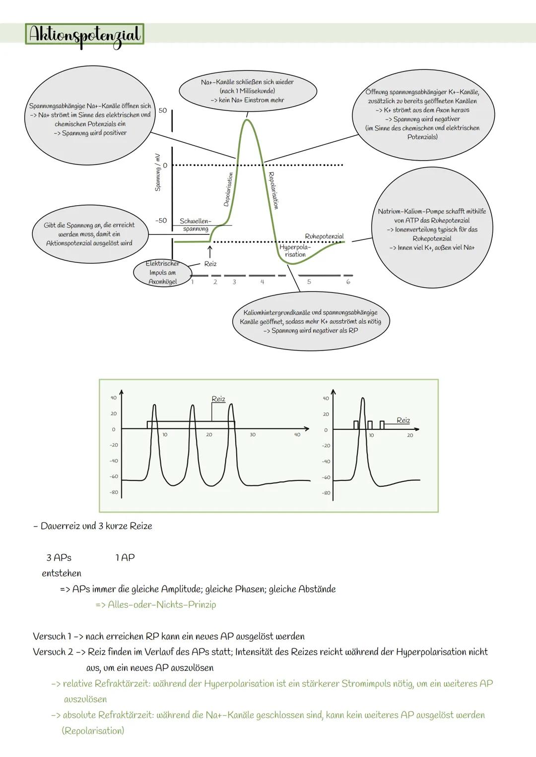 # BIOLOGIE
# NEUROBIOLOGIE
# KLAUSUR

## Neuron

Dendrit

Synaptisches
Endknöpfen

Soma

Ranvierscher
Schürring

Axon

Schwannsche Zelle

My