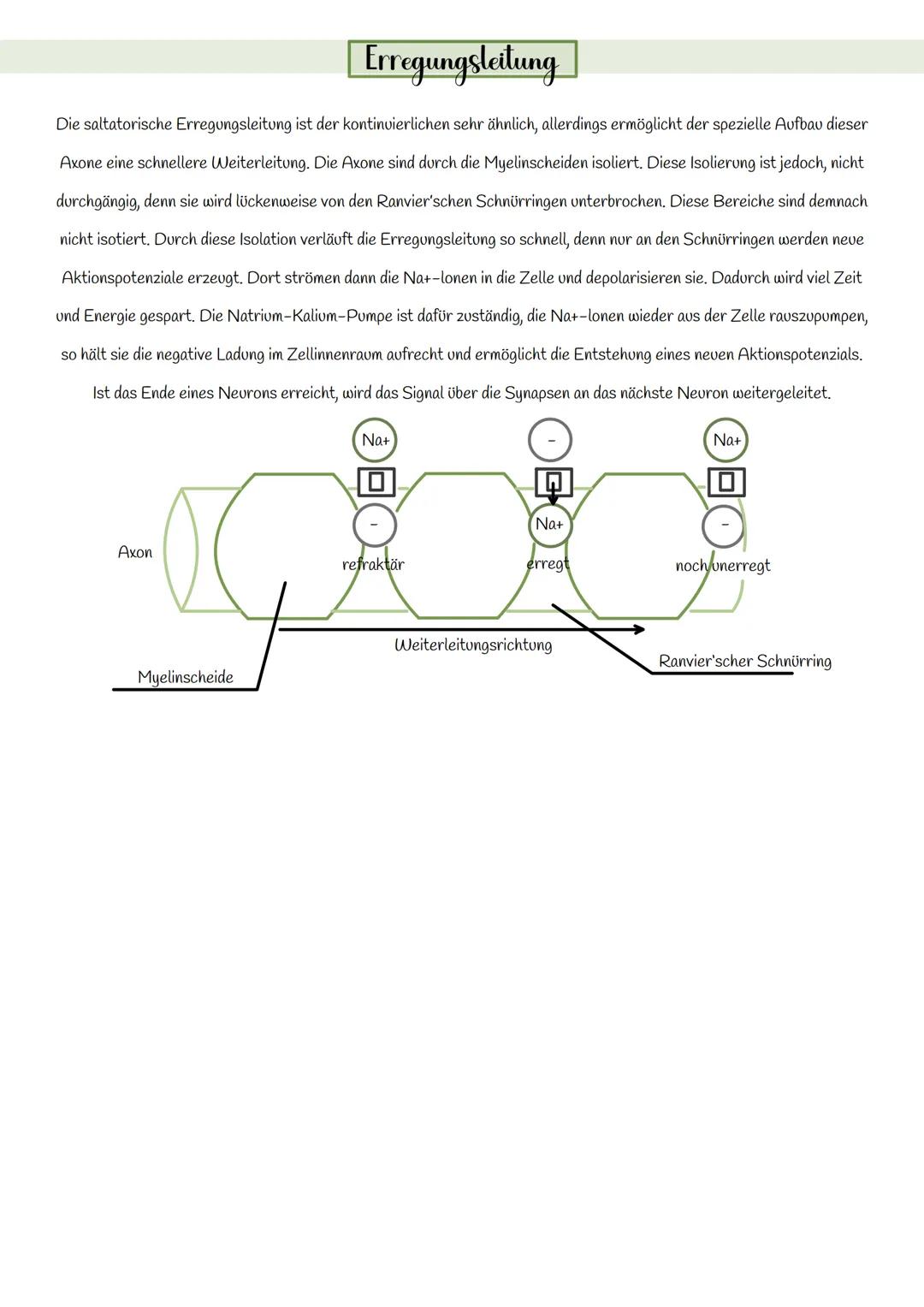 # BIOLOGIE
# NEUROBIOLOGIE
# KLAUSUR

## Neuron

Dendrit

Synaptisches
Endknöpfen

Soma

Ranvierscher
Schürring

Axon

Schwannsche Zelle

My