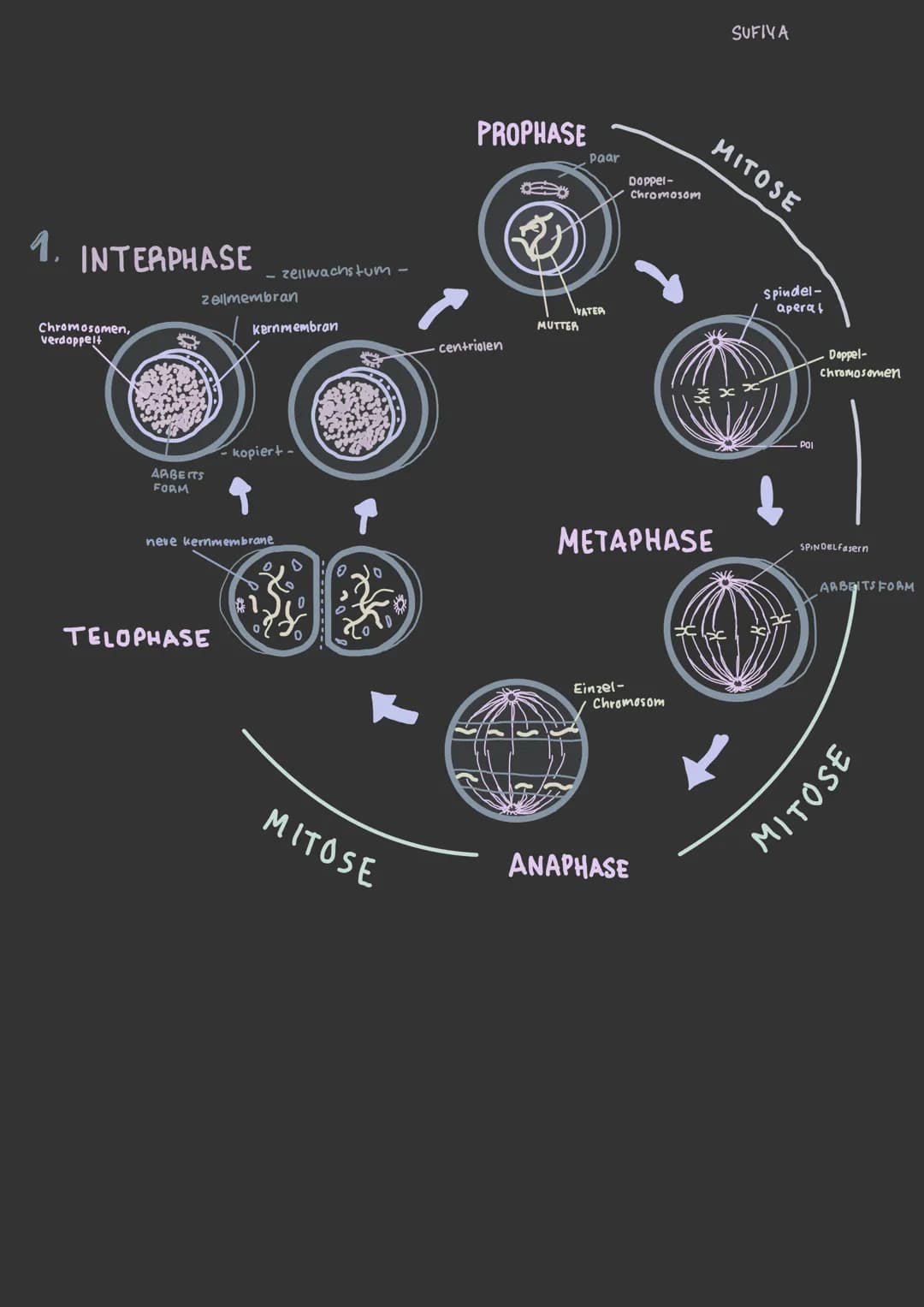 1. INTERPHASE
Chromosomen,
verdoppelt
zellmembran
ARBEITS
FORM
- zellwachstum -
TELOPHASE
Kernmembran
-kopiert -
I neve kernmembrane
安
MITOS