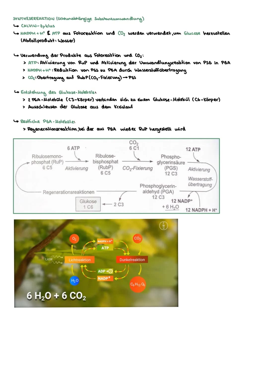 WECHSELBEZIEHUNGEN ZW. LEBEWESEN UND IHRER UMWELT
abiotische
Biotop Biozonose
Ökosysteme
Biosphäre
biotische
Ökosystem
Umweltfaktoren.
1
Öle