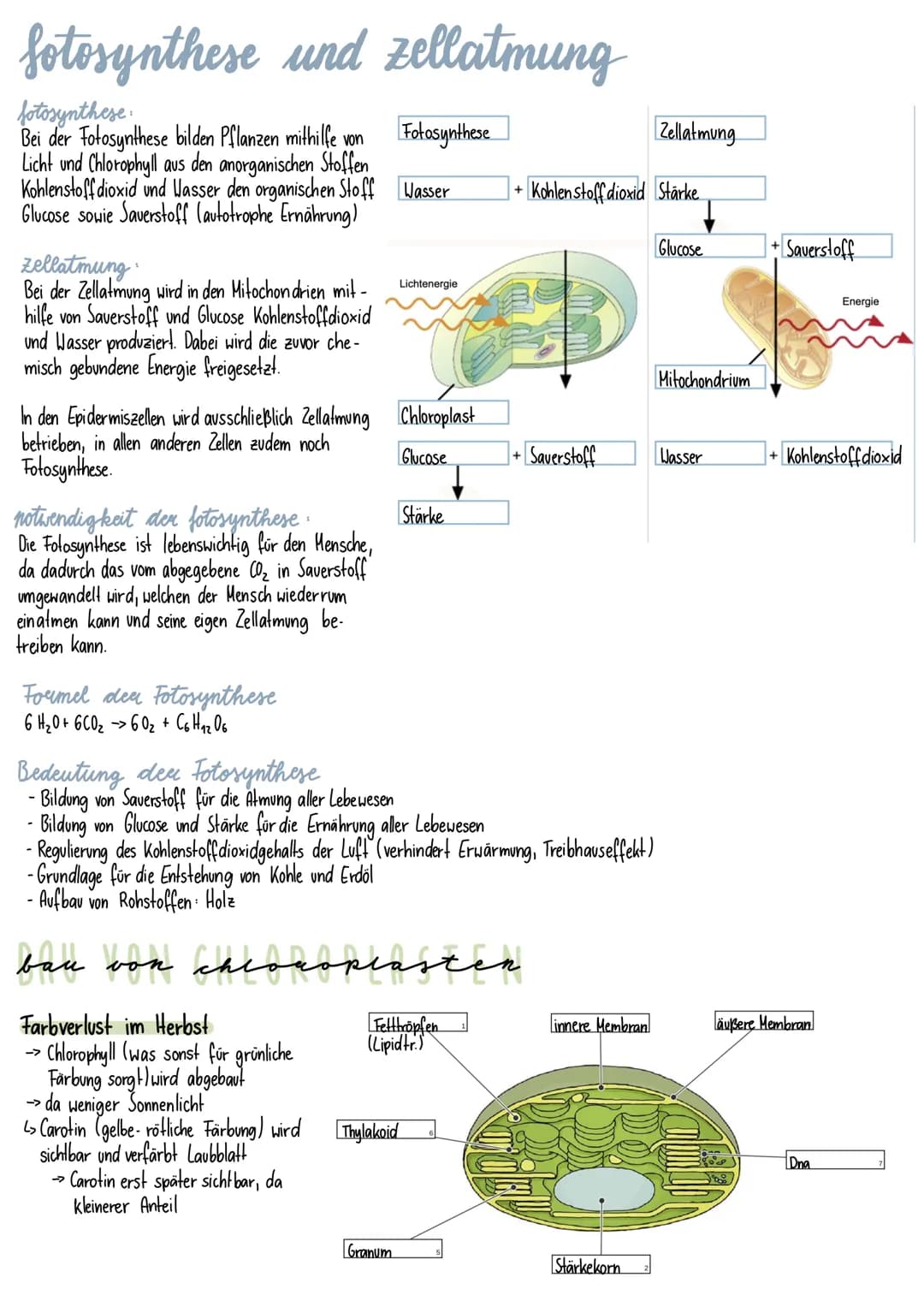 fotosynthese und zellatmung
fotosynthese
Bei der Fotosynthese bilden Pflanzen mithilfe von
Licht und Chlorophyll aus den anorganischen Stoff