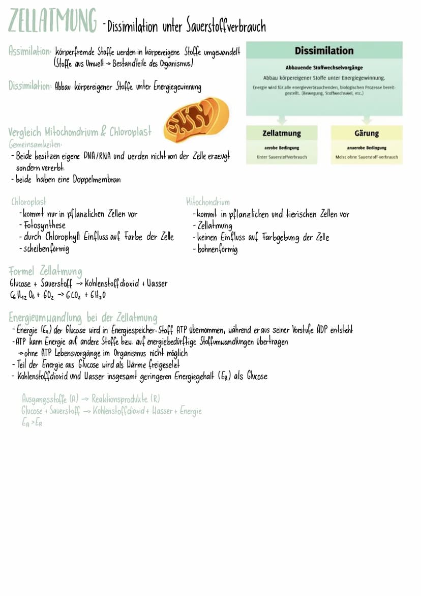 fotosynthese und zellatmung
fotosynthese
Bei der Fotosynthese bilden Pflanzen mithilfe von
Licht und Chlorophyll aus den anorganischen Stoff