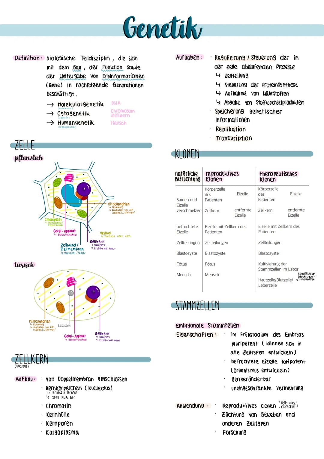 Definition biologische Teildisziplin, die sich
mit dem Bau, der Funktion sowie
himm
der Weitergabe von Erbinformationen
(Gene) in nachfolgen