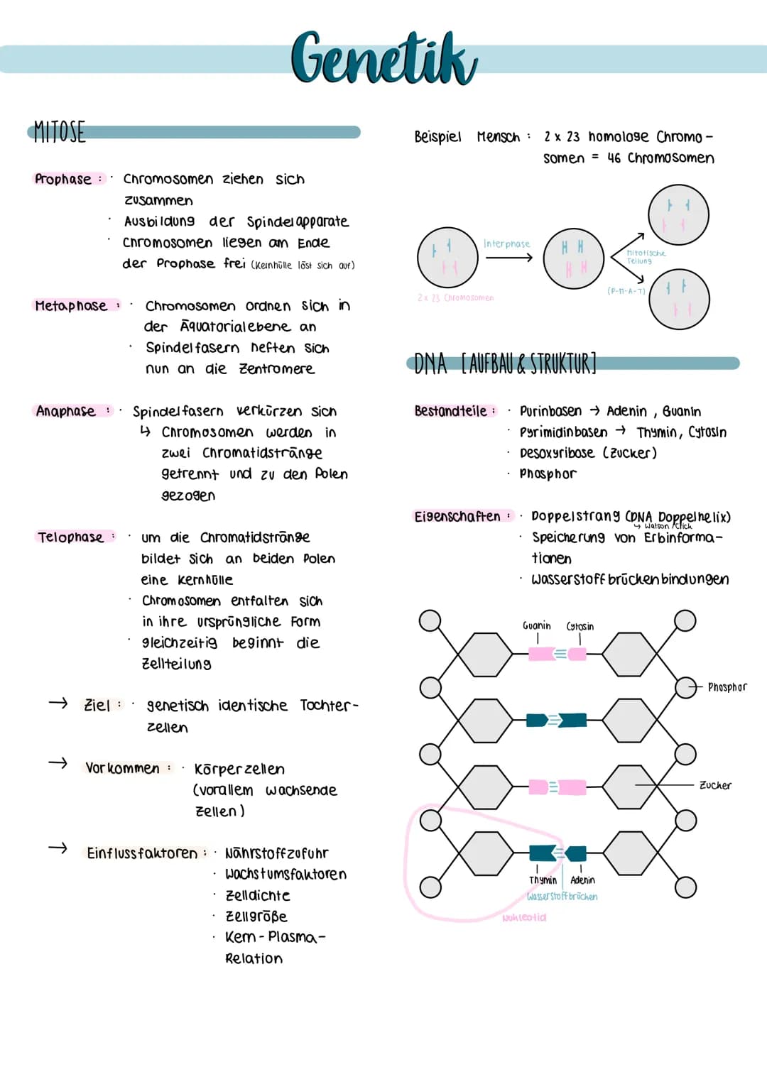 Definition biologische Teildisziplin, die sich
mit dem Bau, der Funktion sowie
himm
der Weitergabe von Erbinformationen
(Gene) in nachfolgen