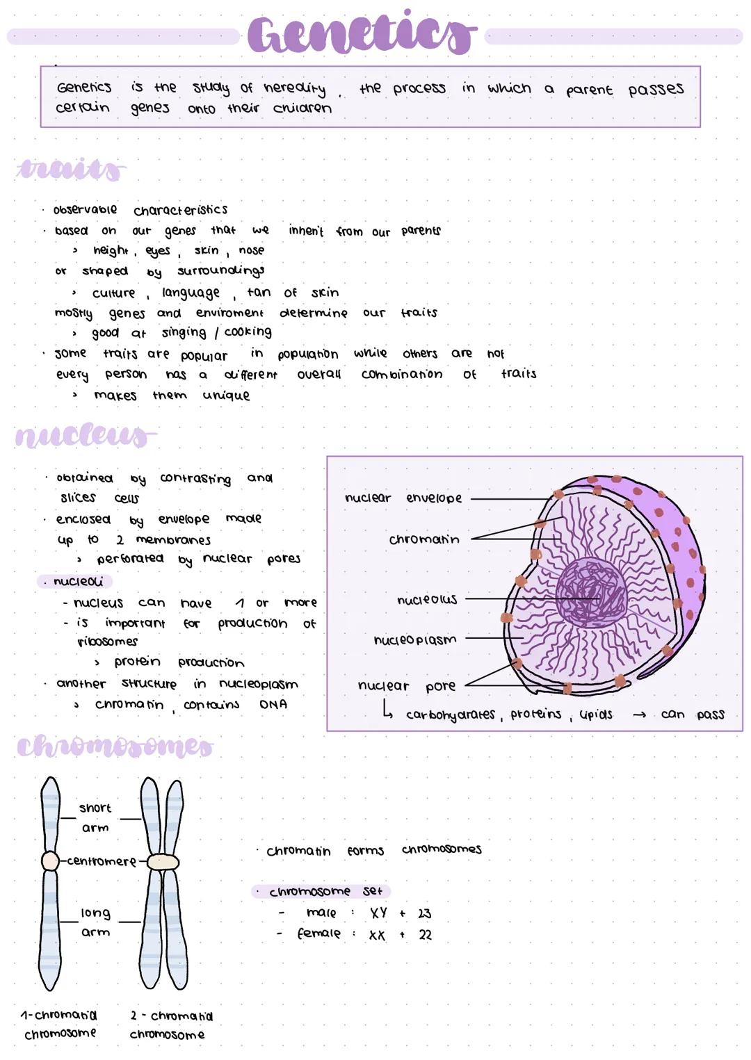 Genetics is the study of heredity
certain genes onto their children
traits
observable characteristics
based on our genes that
> height, eyes