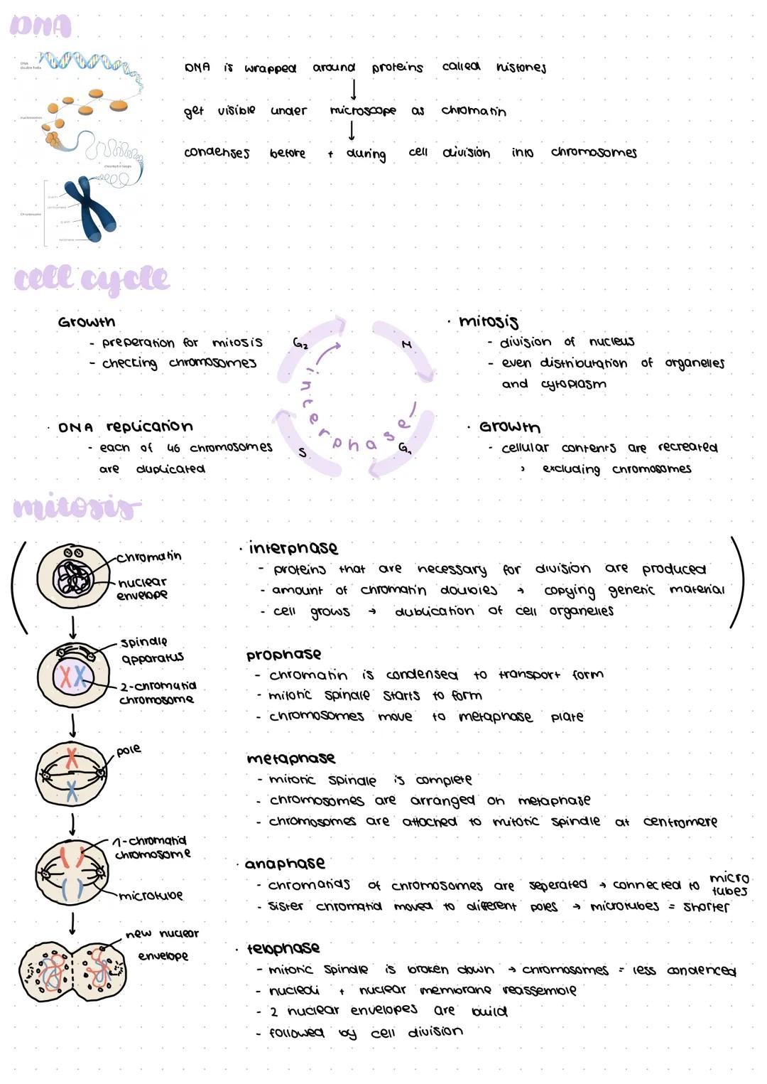Genetics is the study of heredity
certain genes onto their children
traits
observable characteristics
based on our genes that
> height, eyes