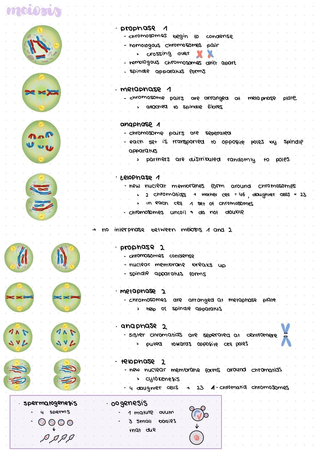 Genetics is the study of heredity
certain genes onto their children
traits
observable characteristics
based on our genes that
> height, eyes