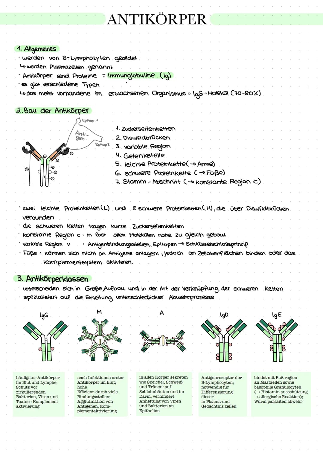 1. Allgemeines
werden von B-Lymphozyten gebildet.
Lo werden Plasmazellen genannt
Antikörper sind Proteine = Immunglobuline (Ig)
· es gibt ve