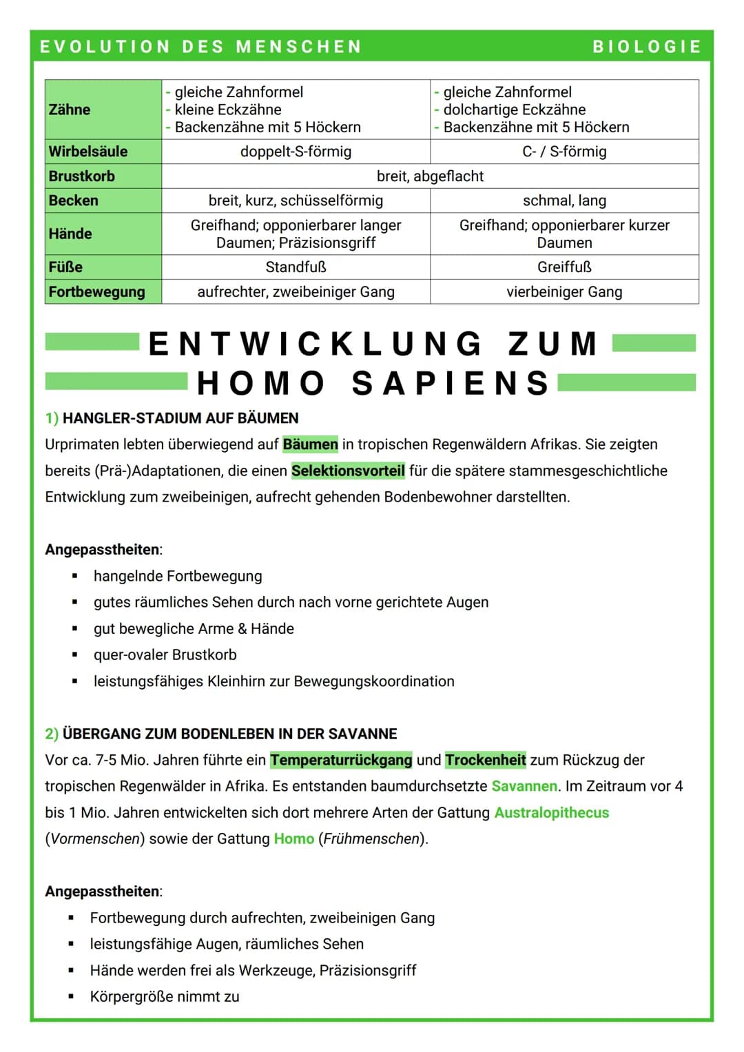 EVOLUTION DES MENSCHEN
seine Einordnung
im Tierreich
Stellung des Menschen im
natürlichen System
Merkmal
Schädel
EVOLUTION
DES MENSCHEN
Homo