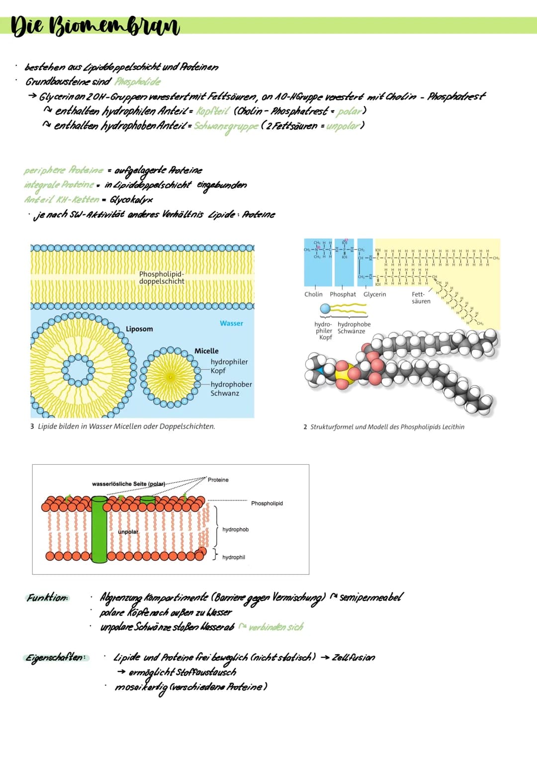 Prokaryoten und Eukaryoten
.
Zellen sind offene Systeme
→ Stoff- und Energieaufnahme mit Umgebung möglich
Stoff- und Energieaufnahme → Umwan