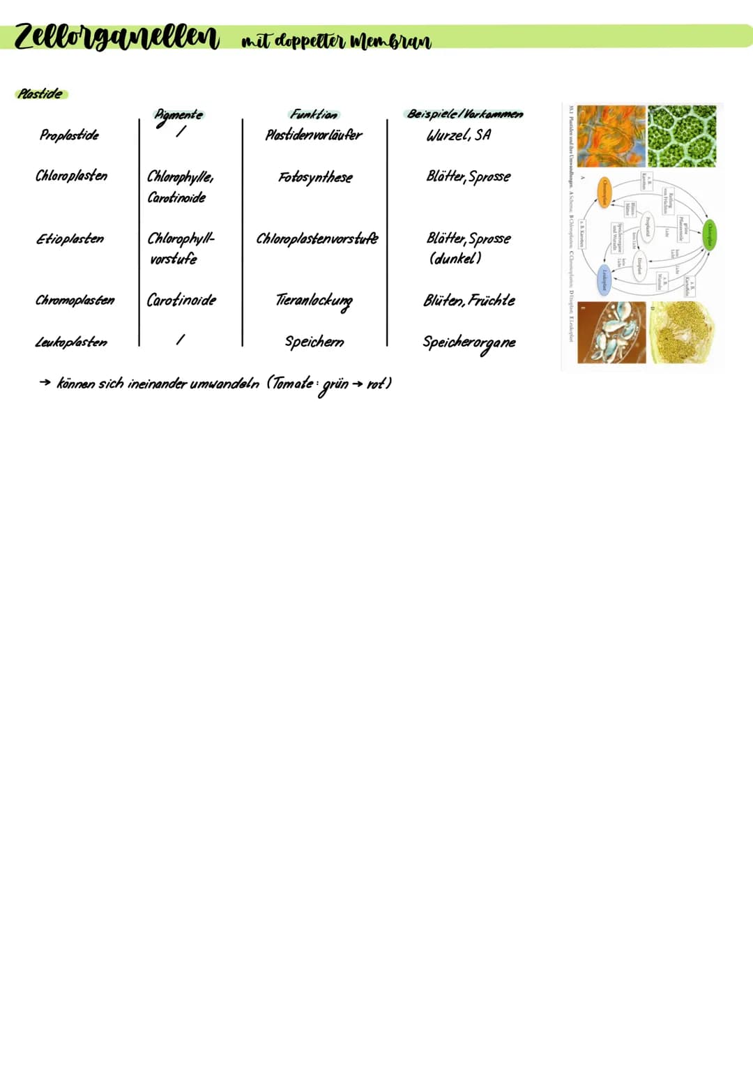 Prokaryoten und Eukaryoten
.
Zellen sind offene Systeme
→ Stoff- und Energieaufnahme mit Umgebung möglich
Stoff- und Energieaufnahme → Umwan