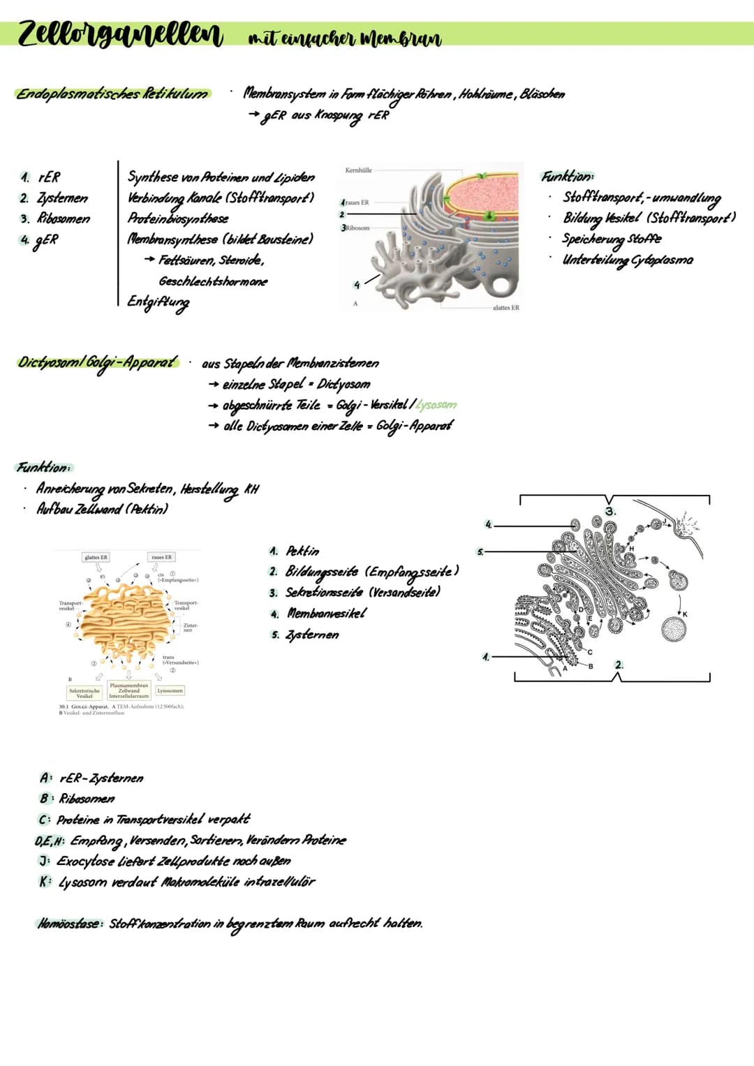 Prokaryoten und Eukaryoten
.
Zellen sind offene Systeme
→ Stoff- und Energieaufnahme mit Umgebung möglich
Stoff- und Energieaufnahme → Umwan
