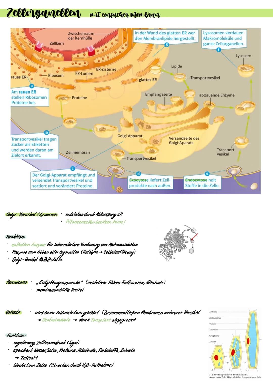 Prokaryoten und Eukaryoten
.
Zellen sind offene Systeme
→ Stoff- und Energieaufnahme mit Umgebung möglich
Stoff- und Energieaufnahme → Umwan